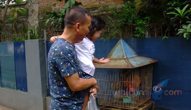 Lihat Ayam Kakek, Bilqis Ketakutan!