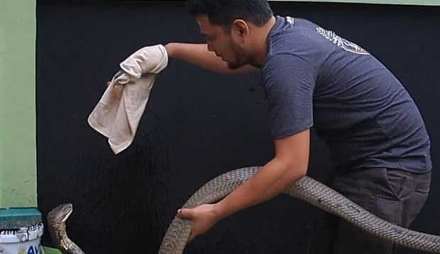 Pertama Kali Kena Gigitan King Cobra Garaga, Bagaimana Kondisi Panji Petualang?