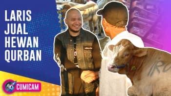 Investasi Jualan Hewan Qurban, Husein Alatas Laris Manis Jual Sapi Seberat 1 Ton