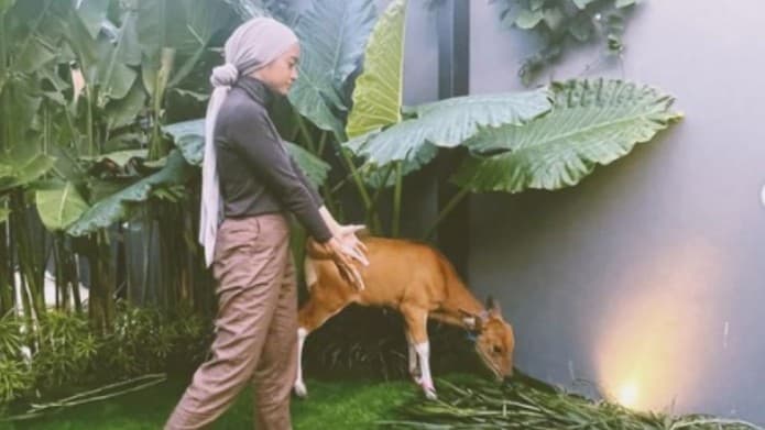 Unik! Ayudia Bing Slamet Dapat Kado Ulang Tahun Seekor Anak Sapi dari Suami